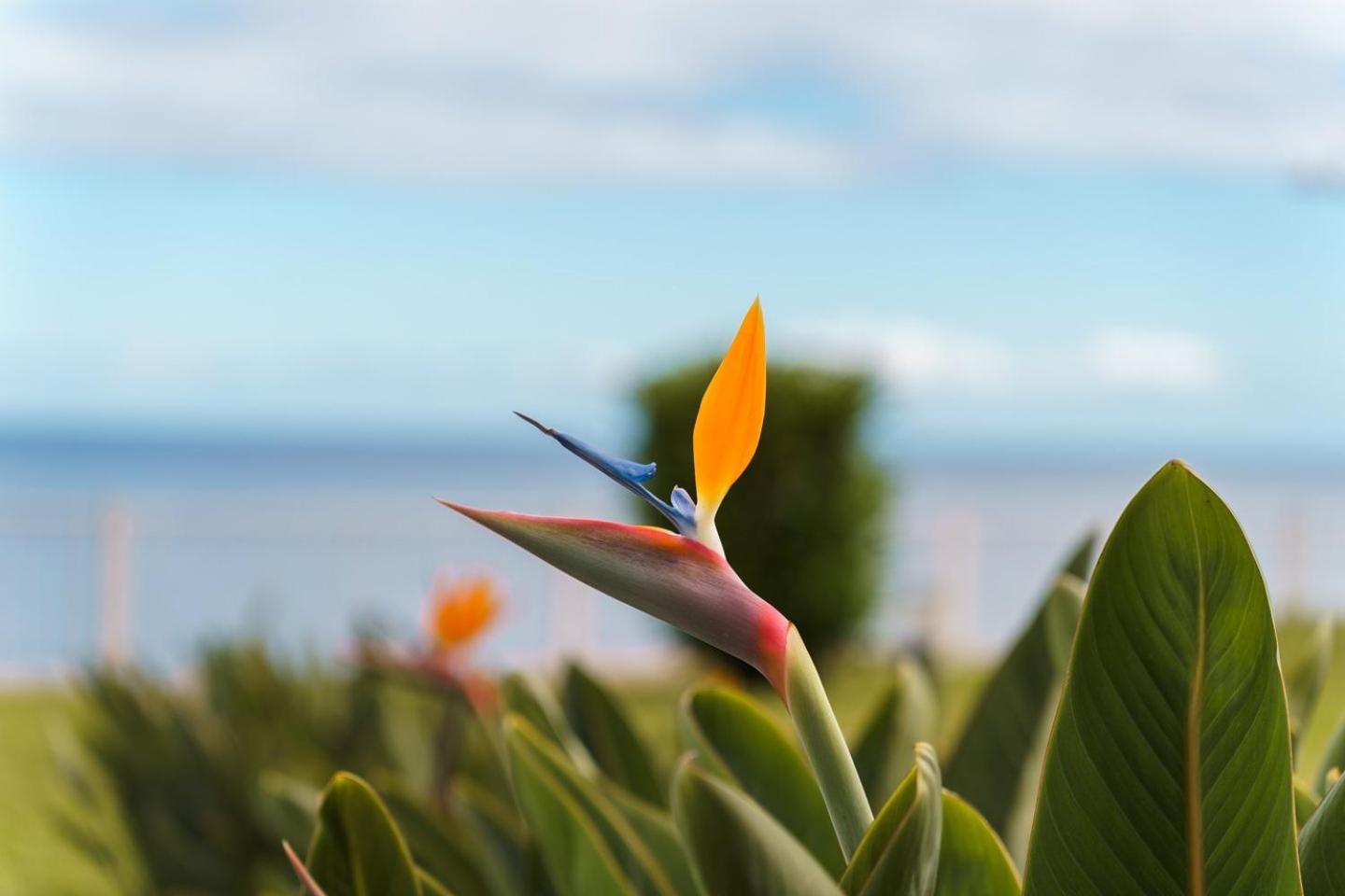 Sunny Getaway In Funchal Apartment Bagian luar foto
